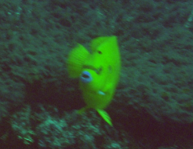 Apolemichthys trimaculatus 00507.JPG